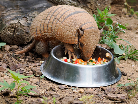 Six-banded armadillo (Euphractus sexcinctus) eating in a bowl of fruits and vegetables