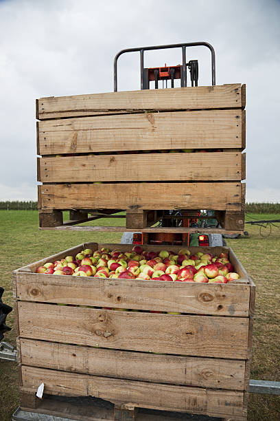 istock Orchard # 67 XXXL 182209142