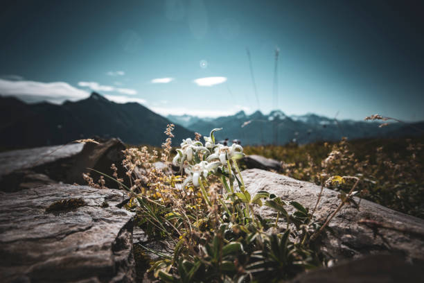 istock Edelweiss in the Swiss Alps 1822092865