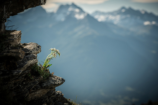 Edelweiss in the Swiss Alps Leontopodium alpinum