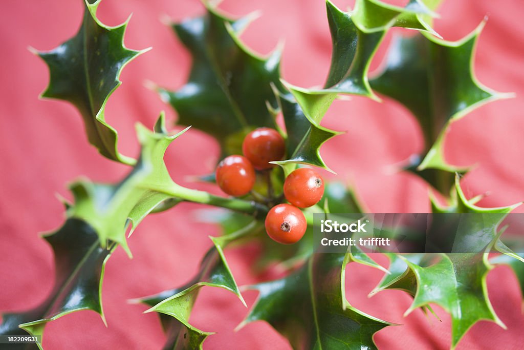 Natale paesaggi: Holly - Foto stock royalty-free di Agrifoglio