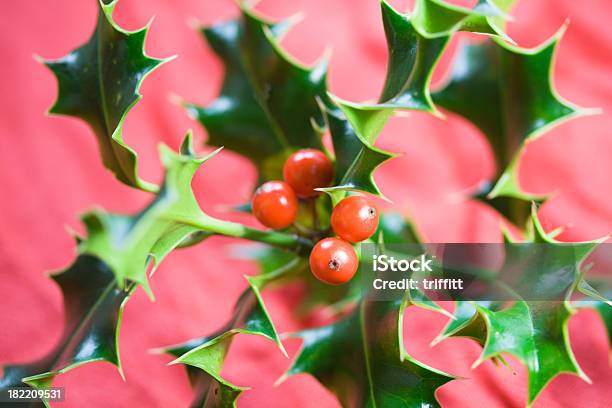 Natale Paesaggi Holly - Fotografie stock e altre immagini di Agrifoglio - Agrifoglio, Albero, Albero di natale
