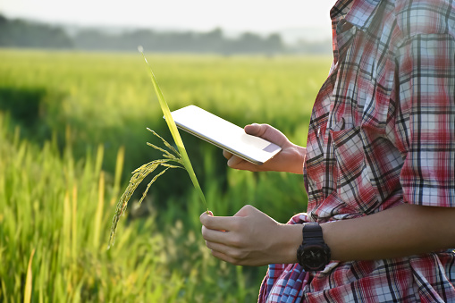 Young asian rice farmer standing in the middle area of his rice paddy field in the evening and holding tablet, storing growing information, taking photos raw ears of rice to improve rice growing in next growing season.