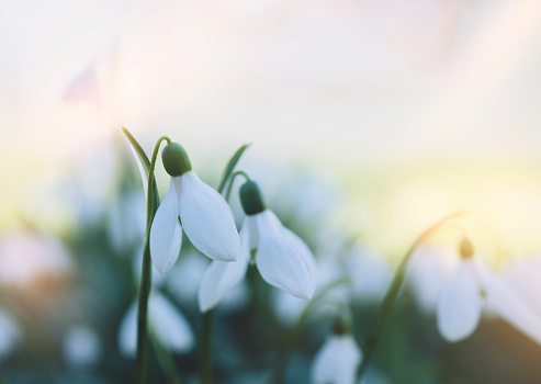 first snowdrop flowers growing through dry foliage outdoors in forest, shallow focus, blurred surounding