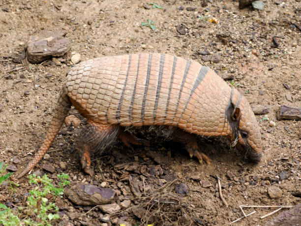 istock Six-banded armadillo walking on the ground 1822096691