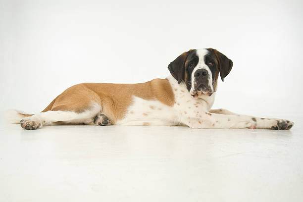 Saint Bernard dog stock photo