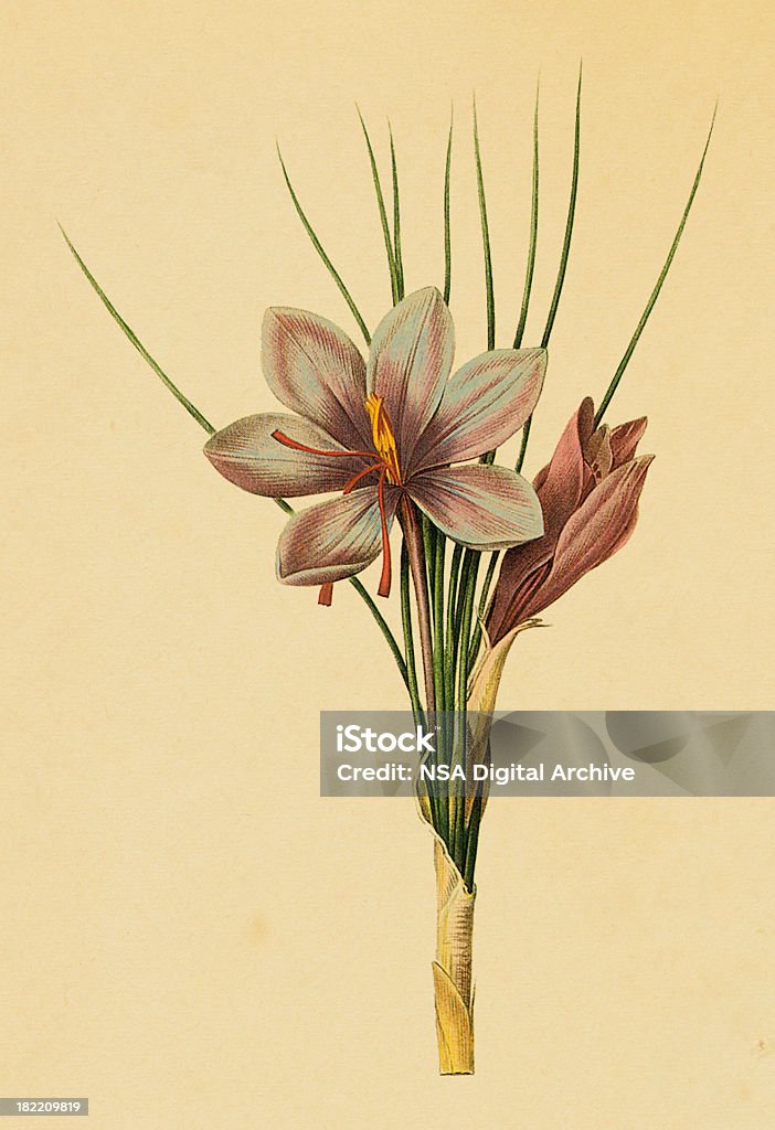 Szafran uprawny/Antyczny Flower Ilustracje - Zbiór ilustracji royalty-free (Szafran)