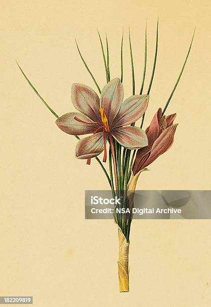 Szafran Uprawnyantyczny Flower Ilustracje - Stockowe grafiki wektorowe i więcej obrazów Szafran - Szafran, Antyczny, Botanika