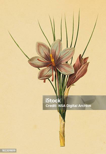 Açafroeira Antiguidade Flor Ilustrações - Arte vetorial de stock e mais imagens de Flor - Flor, Açafrão, Ilustração