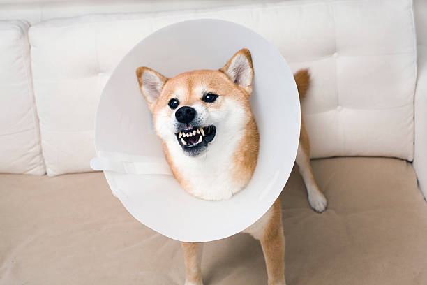 istock Angry Shiba Inu guarding sofa 182209898