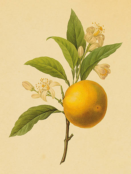 Orange | Antique Flower Illustrations "Antique illustration of an orange. Engraving by Pierre-Joseph Redoute. Published in Choix Des Plus Belles Fleurs, Paris (1827).CLICK ON THE LINKS BELOW TO SEE HUNDREDS OF SIMILAR IMAGES:" orange flowers stock illustrations