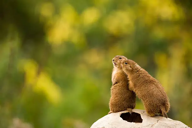 Adorable prairie dogs showing affection as they commonly do. Large green background with plenty of copy space.See more of my wildlife images below.