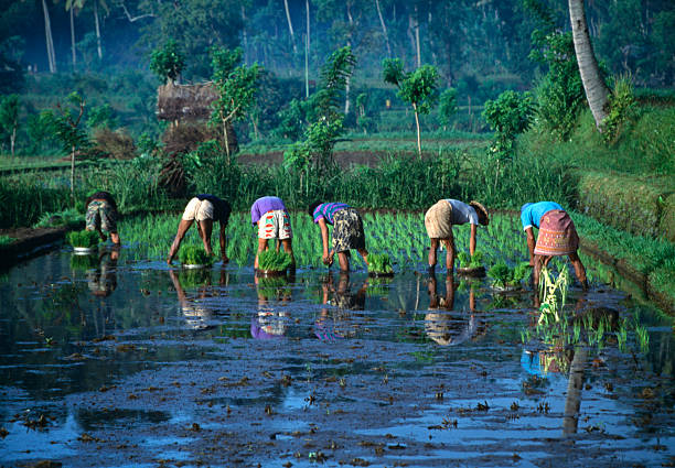 riso piantare, bali, indonesia - developing countries farmer rice paddy asia foto e immagini stock