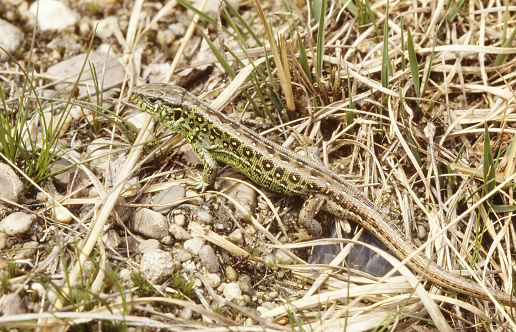 Adult Animals up to 9cm. Ground Color Brown with Stripes and Spots on the Back. The Males have a green Pattern on the Flanks.