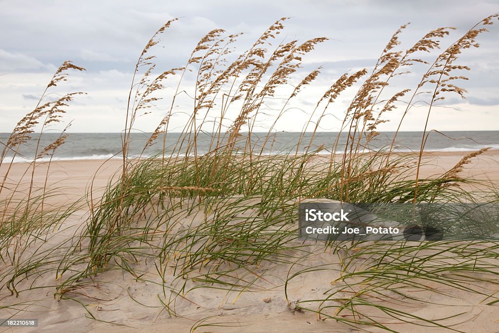 Dune e o mar - Foto de stock de Carolina do Norte - Estado dos EUA royalty-free