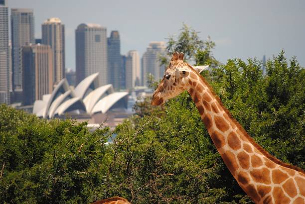 сидней жирафа - taronga стоковые фото и изображения