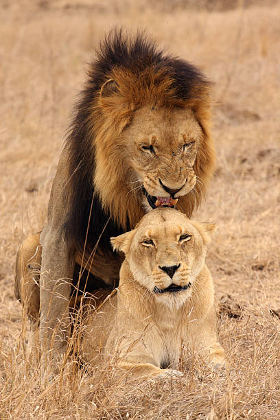 istock Pair of Lions mating, front view, full bodies. 182210591