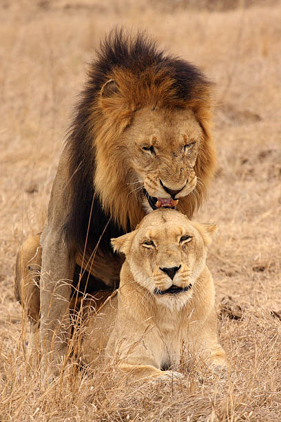 Pair of Lions mating, front view, full bodies. stock photo