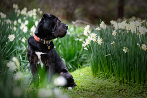 istock Labrador Shar Pei Dog Portrait 1822107413