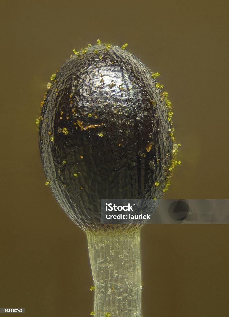 Moss Spora capsula - Foto stock royalty-free di Baccello - Stadio di crescita floreale