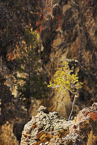 istock Yellowstone Gorge Sunlit Tree Outcrop 182210852