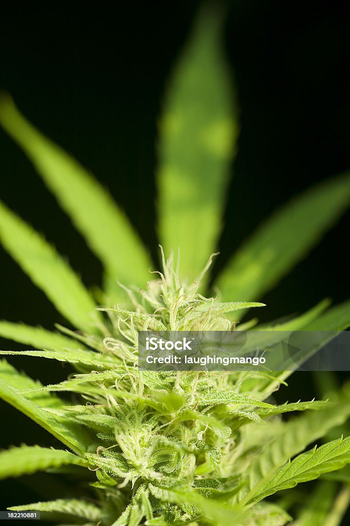 medical marijuana Roślina Medycyna niekonwencjonalna - Zbiór zdjęć royalty-free (Konopie - Włókno)