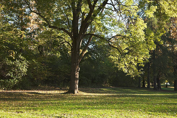 istock Park with old trees in autumn. 182210946
