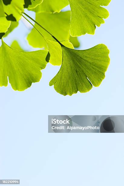 Ginkgo Leaves V Stock Photo - Download Image Now - Autumn, Awe, Backgrounds