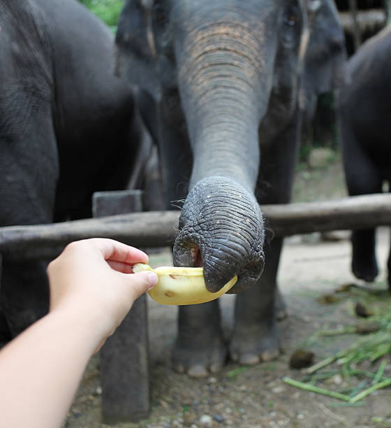 istock Elephant takes banana at the zoo 182211002