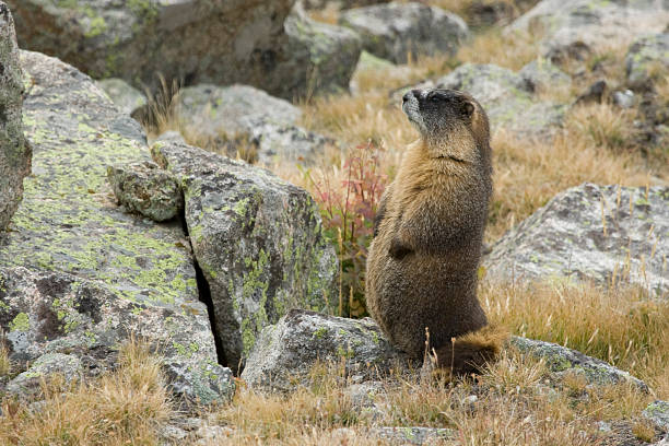 istock Yellow-bellied Marmot sitting up 182211210