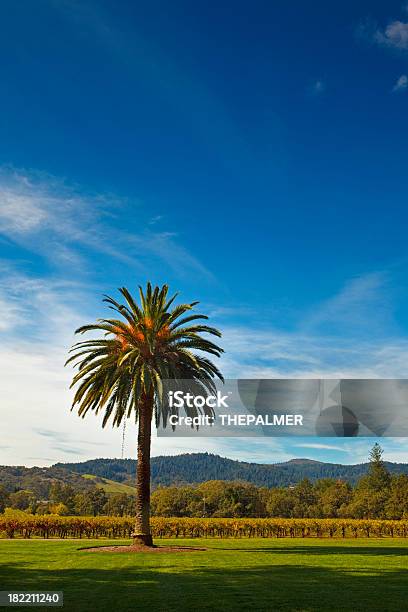 California Fan Palm Tree Stock Photo - Download Image Now - Agriculture, Blue, California