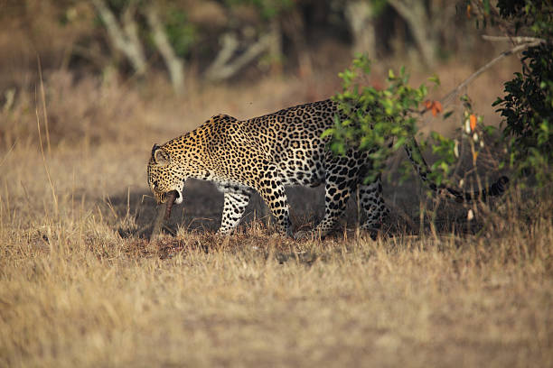 istock Leopard in the early morning sun 182211255