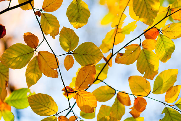 istock Autumn leaves, very shallow focus 182211520
