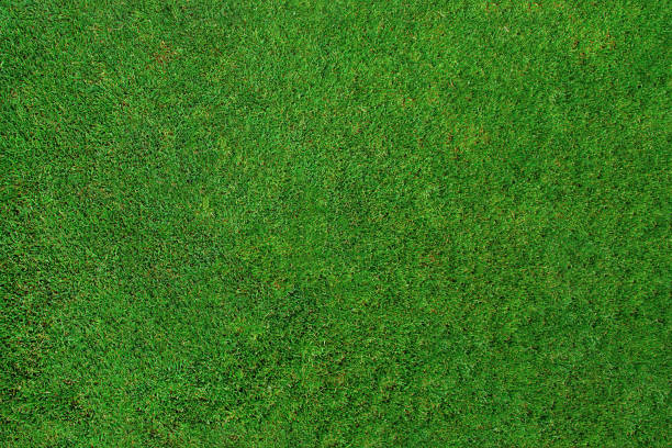 istock Green grass texture, grass field background. Top view. 1822115418