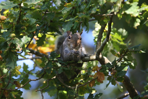 A forest squirrel gnaws nuts on a stump in the autumn forest.