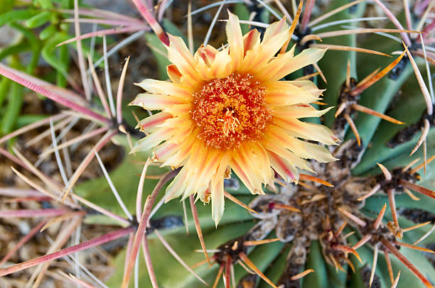 Yellow with orange centre cactus flower
