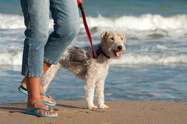 donna camminare piccoli animali fox terrier cane sulla spiaggia - il prossimo passo foto e immagini stock
