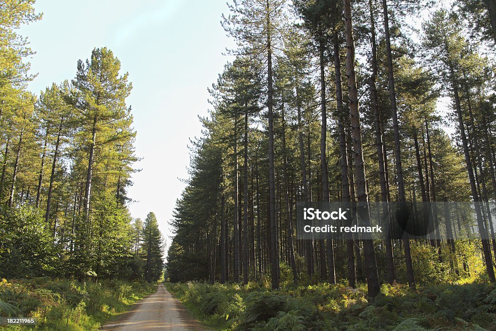 Ciclismo caminho pela floresta de pinheiros - Foto de stock de Floresta de Sherwood royalty-free