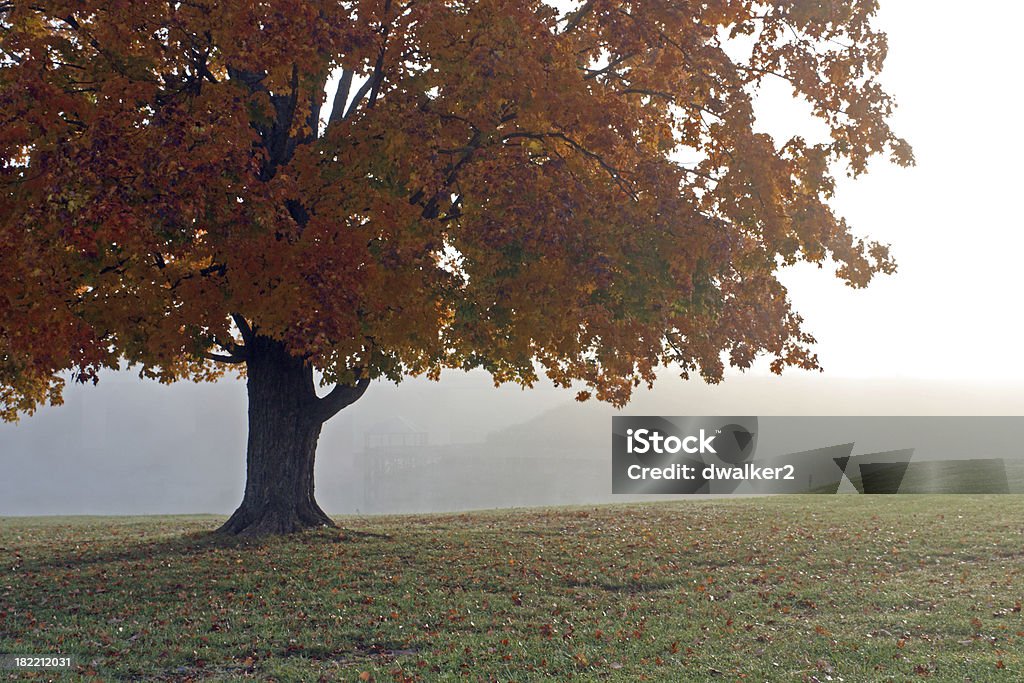 Misty lago de otoño - Foto de stock de Agua libre de derechos