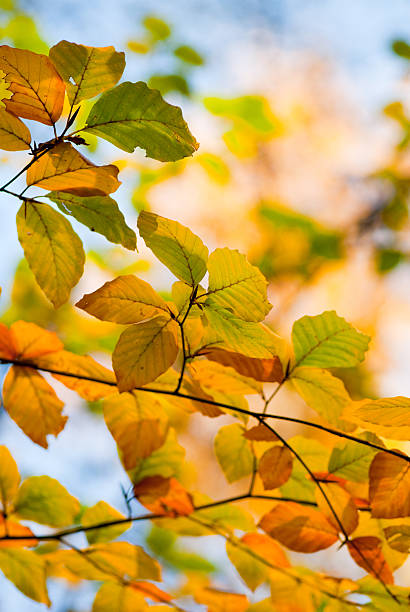 istock Autumn leaves, very shallow focus 182212082
