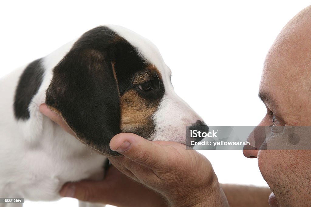 Cucciolo di Beagle e uomo - Foto stock royalty-free di Cane