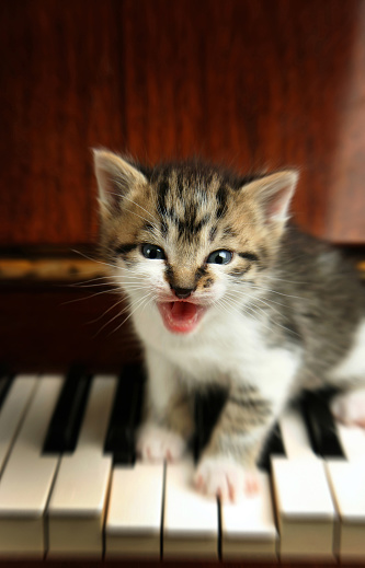 kitten on a piano singing