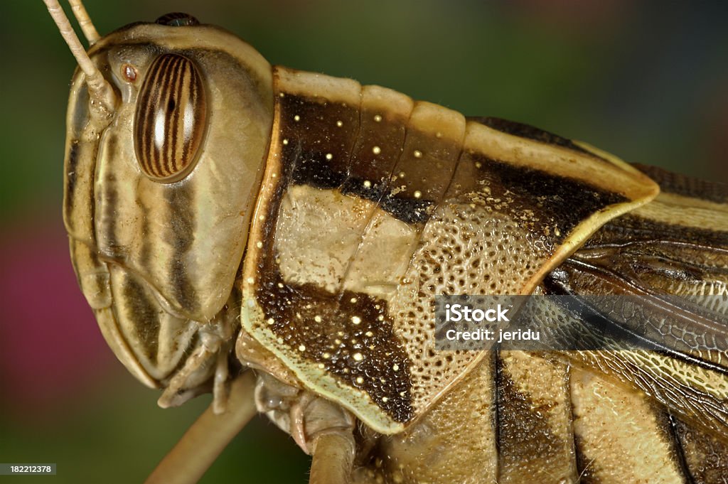 Grasshopper - Foto de stock de Animal royalty-free