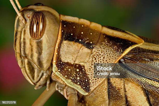 Foto de Grasshopper e mais fotos de stock de Animal - Animal, Fotografia - Imagem, Gafanhoto