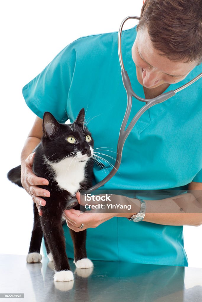 Vétérinaire examiner chat et attentionné pour les animaux de compagnie sur Clinique vétérinaire Table - Photo de Vétérinaire libre de droits