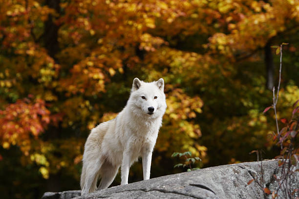 Artic Wolf with Autumn Leaves stock photo
