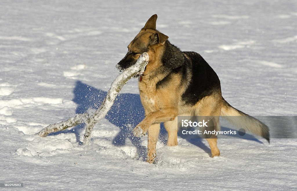 German Schäferhund - Lizenzfrei Einzelnes Tier Stock-Foto