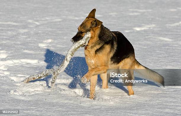 German Schäferhund Stockfoto und mehr Bilder von Einzelnes Tier - Einzelnes Tier, Hund, Im Freien