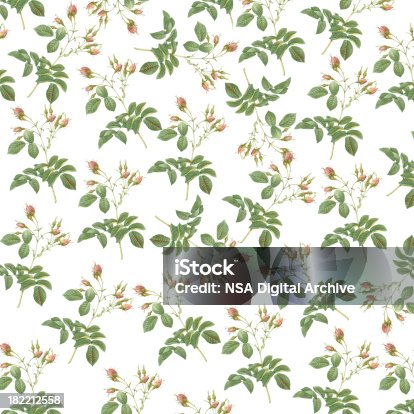 istock Wallpaper with Roses | Antique Flower Illustrations 182212558