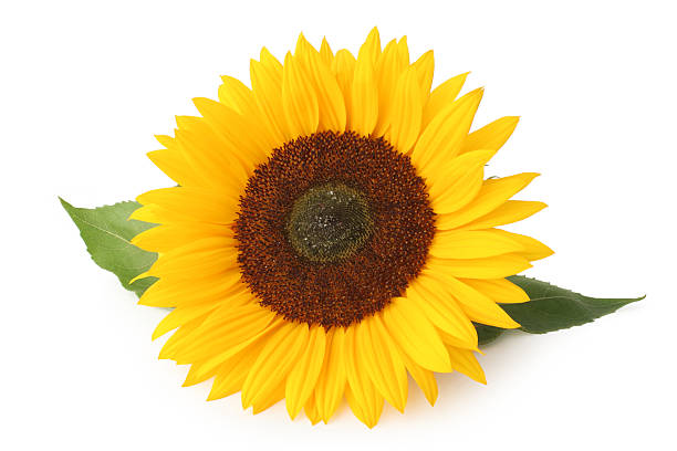 An isolated sunflower on a white background stock photo